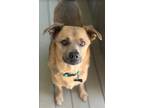 Adopt Marlo in TX a Brown/Chocolate - with White Mixed Breed (Small) / Mixed dog