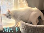 Adopt Mr. V a White (Mostly) Domestic Shorthair (short coat) cat in schenectady
