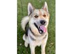 Adopt Fitzgerald a Black German Shepherd Dog / Mixed dog in Red Bluff
