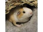Adopt Carl a Yellow Guinea Pig / Mixed (short coat) small animal in Pittsfield