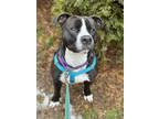 Adopt Newton a Black Mixed Breed (Large) / Mixed dog in Lancaster, PA (38386254)