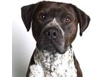 Adopt Yo-yo (prison) a Brown/Chocolate American Pit Bull Terrier dog in