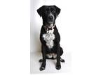 Adopt Daffodil(prison) a Black Mixed Breed (Large) dog in Jefferson City