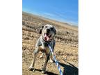 Adopt Warren a Black Australian Cattle Dog / English Setter / Mixed dog in