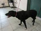 Adopt Tinker Bell a Black Labrador Retriever dog in Weatherford, TX (41206608)