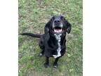 Adopt Maybella a Black - with White Mixed Breed (Medium) / Mixed dog in