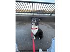 Adopt Forbes Magazine a Black Mixed Breed (Medium) dog in New York