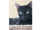 Adopt Cleopatra - Available In Foster a All Black Domestic Shorthair / Domestic