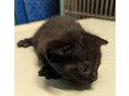 Adopt Micky a All Black Domestic Shorthair / Domestic Shorthair / Mixed cat in