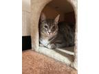 Adopt Rose (Cocoa Adoption Center) a Gray or Blue Domestic Shorthair / Domestic