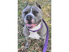 Adopt Maisie a Gray/Blue/Silver/Salt & Pepper Mixed Breed (Medium) / Mixed dog