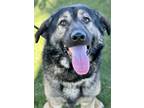 Adopt Mars a Black Anatolian Shepherd / Mixed Breed (Medium) / Mixed (short