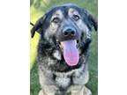 Adopt Mars a Black Anatolian Shepherd / Mixed dog in Red Bluff, CA (41085839)