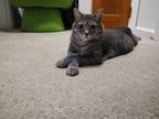 Adopt Alfie a Gray or Blue American Shorthair / Mixed (short coat) cat in