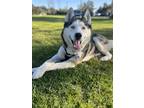 Adopt Bowser a Black - with White Husky / Mixed dog in Mission Viejo
