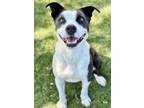 Adopt Jump a Black American Pit Bull Terrier / Mixed dog in Red Bluff