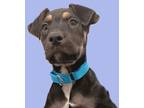Adopt Maddox a Black American Staffordshire Terrier / Mixed dog in Naperville