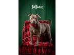 Adopt Jillian a Gray/Blue/Silver/Salt & Pepper American Pit Bull Terrier / Mixed
