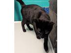 Adopt Katy a All Black Domestic Shorthair / Domestic Shorthair / Mixed cat in