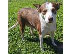 Adopt Nutmeg a Brown/Chocolate Border Collie / Mixed dog in Aransas Pass