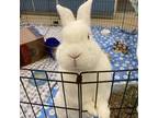 Adopt Bun Bun a White New Zealand / Rex / Mixed (short coat) rabbit in Kingston