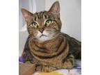 Adopt Margo a Brown or Chocolate Domestic Shorthair / Domestic Shorthair / Mixed