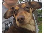 Adopt Corduroy a Brown/Chocolate Mixed Breed (Small) / Mixed dog in Springfield