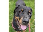 Adopt Polly a Black Rottweiler / Mixed Breed (Medium) / Mixed (short coat) dog