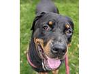 Adopt Polly a Black Rottweiler / Mixed dog in Oak Pak, IL (41197136)