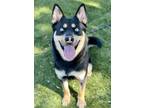 Adopt Izzy a Black Husky / Shepherd (Unknown Type) / Mixed (short coat) dog in