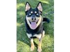 Adopt Izzy a Black Husky / Shepherd (Unknown Type) / Mixed dog in Red Bluff