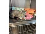 Adopt ZigZag a Brown or Chocolate Domestic Shorthair / Domestic Shorthair /