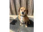 Adopt Rocky a Tricolor (Tan/Brown & Black & White) Beagle dog in Berea