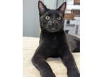 Adopt Cap'n Crunch a Black (Mostly) Bombay cat in St. Petersburg, FL (41042254)
