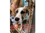Adopt Brodie a White - with Tan, Yellow or Fawn Mixed Breed (Medium) / Mixed dog