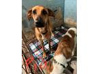 Adopt Pia a Tan/Yellow/Fawn - with Black German Shepherd Dog / Mixed Breed