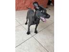 Adopt Daphney a Black - with White Labrador Retriever / Mixed dog in Buchanan