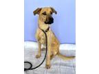 Adopt Cervelo a Mixed Breed (Medium) / Mixed dog in Thousand Oaks, CA (41193739)