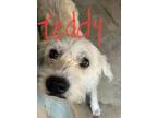 Adopt Teddy a White Schnauzer (Standard) / Great Pyrenees / Mixed dog in Joplin