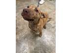 Adopt Winter a Mixed Breed (Medium) / Mixed dog in Jonesboro, AR (41034277)