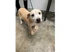 Adopt Warda a Mixed Breed (Medium) / Mixed dog in Jonesboro, AR (41034276)