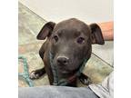 Adopt Waylynn a Mixed Breed (Medium) / Mixed dog in Jonesboro, AR (41034275)
