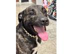 Adopt Haze a Mixed Breed (Medium) / Mixed dog in Jonesboro, AR (40936890)