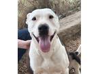 Adopt Rose a Mixed Breed (Medium) / Mixed dog in Jonesboro, AR (40417634)