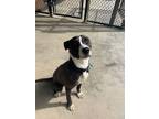 Adopt Bodhi a Black American Pit Bull Terrier / Mixed Breed (Medium) / Mixed