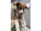 Adopt Hydra a Tan/Yellow/Fawn Mountain Cur / Mixed dog in Gulfport
