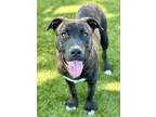 Adopt Owen a Brindle American Pit Bull Terrier / Mastiff / Mixed dog in Red