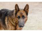 Adopt Ben a Red/Golden/Orange/Chestnut - with Black Belgian Malinois / Mixed dog