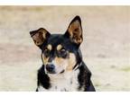 Adopt JOEY a Black - with White Border Collie / Labrador Retriever / Mixed dog
