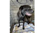 Adopt Beau a Black Labrador Retriever / Mixed Breed (Medium) / Mixed (short